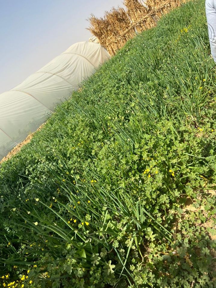 ارض زراعية علي الاقليمي تبعد عن ميدان الرماية-لهرم ب 50ك