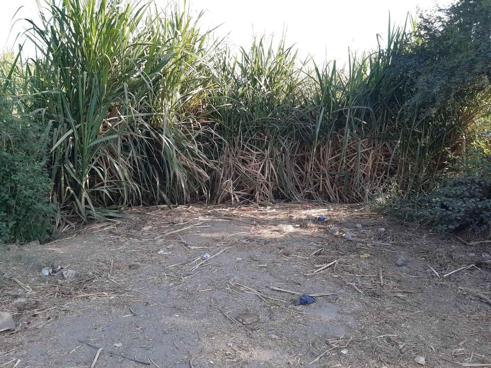 الاقصر القباحى الشرقى