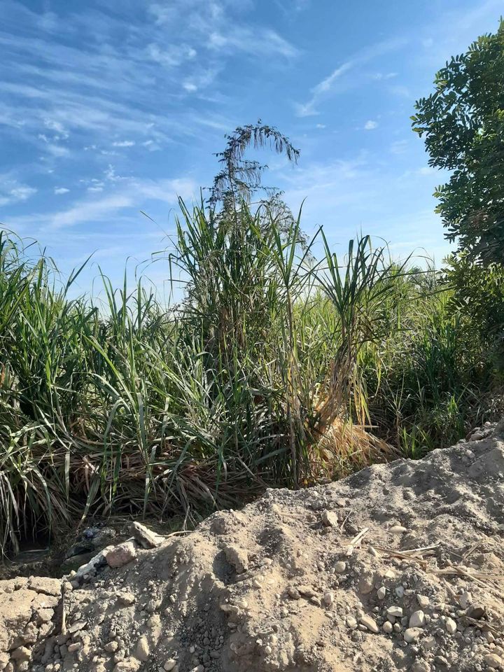 الاقصر القباحى الشرقى